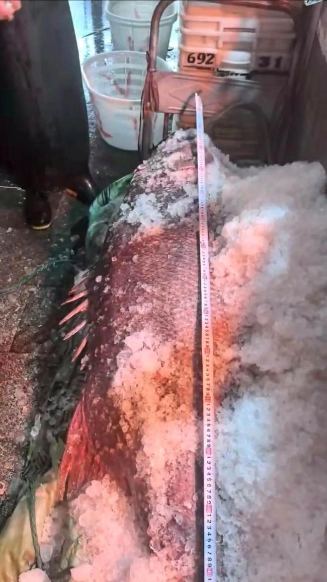 宁波渔民东海捕获巨型龙趸 罕见大鱼引围观