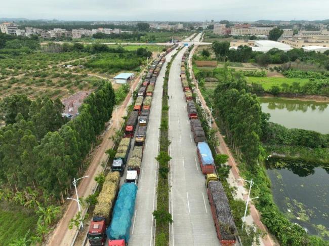 全网最暖糖厂甘蔗运来就收 数百货车排队进厂