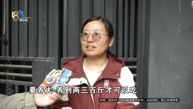 网购的猪“越狱”买家申请仅退款 退款后猪又跑回来了