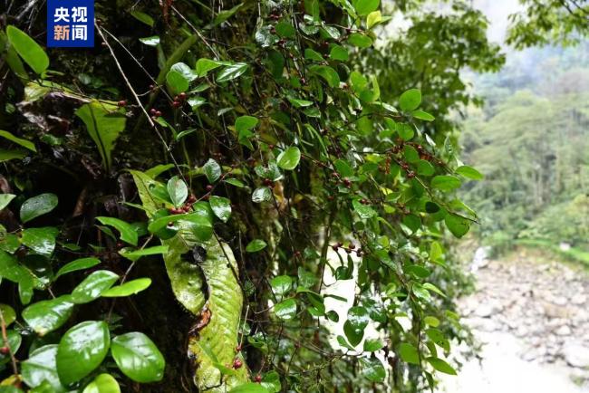 云南首次分布记录！高黎贡山独龙江区域发现墨脱榕
