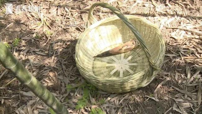 偷挖竹笋戳伤鼻腔起诉景区索赔3.6万 法院判决驳回诉求