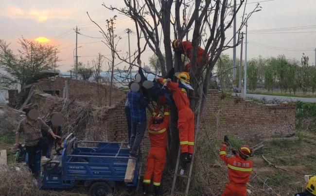北京男子爬树摘香椿被卡 悬空倒挂7小时