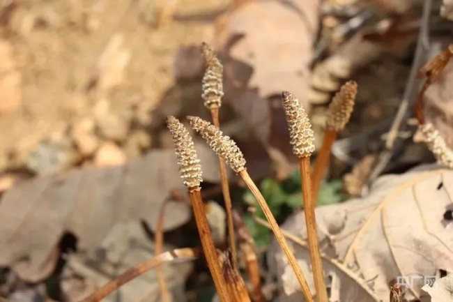 发现金矿线索的8岁娃家长发声