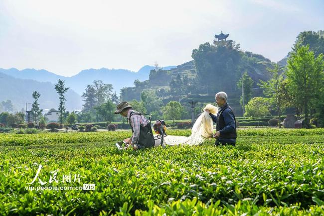 湖北英山：机采春茶