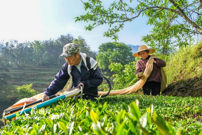 湖北英山：机采春茶