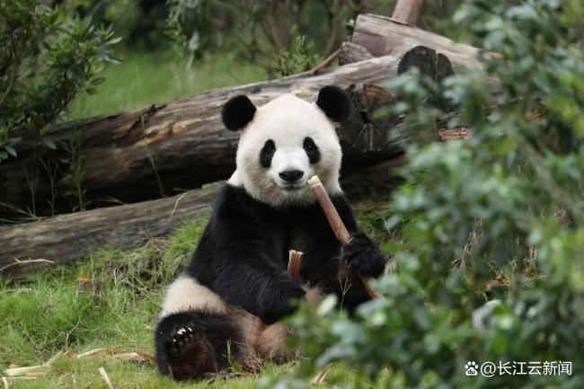 大熊猫平平和福双赴美