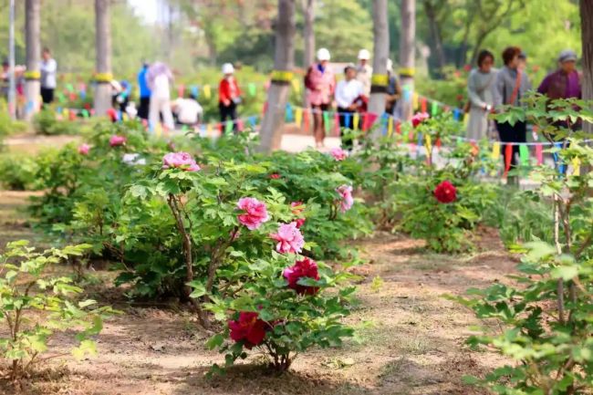 在南海子公园赴一场牡丹之约 国色天香春日盛宴