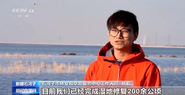天山南北候鳥云集 新疆修復(fù)濕地留萬鳥繁殖棲息