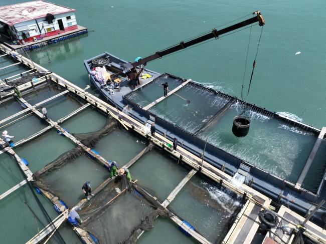 “海上粮仓” ——福建宁德大黄鱼鱼苗陆续投放