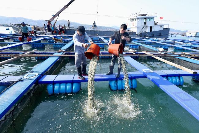 “海上粮仓” ——福建宁德大黄鱼鱼苗陆续投放