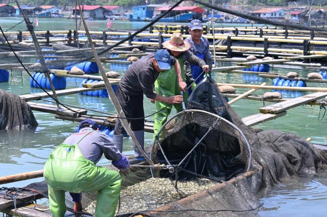 “海上粮仓” ——福建宁德大黄鱼鱼苗陆续投放