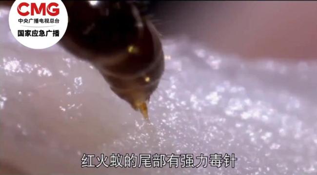 别碰别踩 发现这种蚂蚁请立即上报 警惕红火蚁伤人