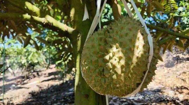 榴莲便宜了是因北方也开始种？假的 热带水果难北移