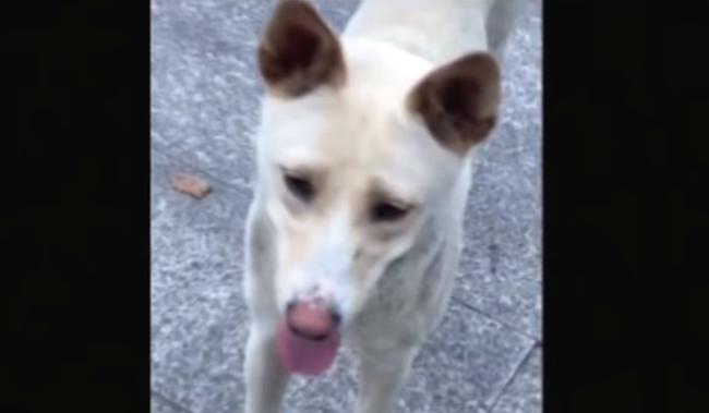 重庆一职校保安被指校内打死流浪狗 校方：未打死 因咬人将其驱离