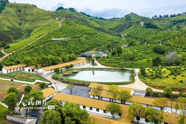 安徽芜湖：茶园美如画