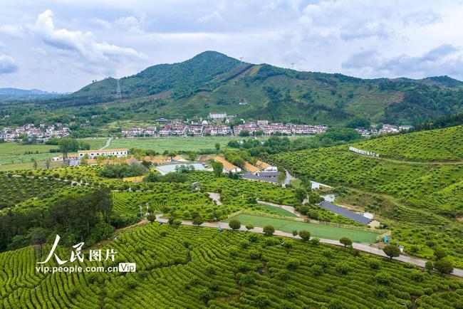安徽芜湖：茶园美如画