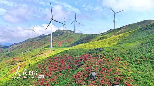 湖南常寧：杜鵑盛開 “風”景如畫