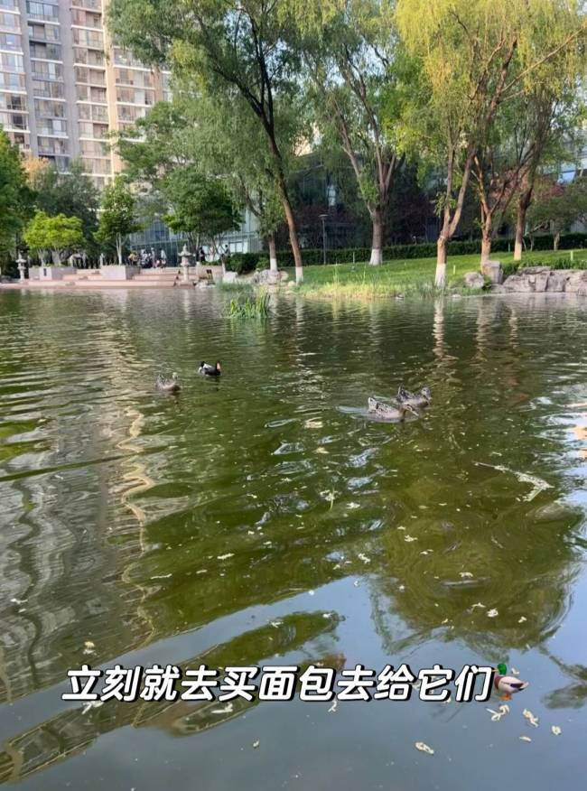 宋宁峰张婉婷风波后带娃出游 家庭和睦信号强