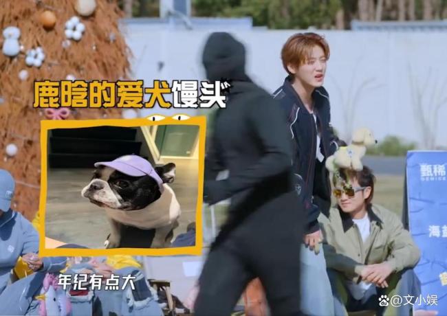 鹿晗的狗狗馒头9岁了 暖心考量背后的尊重