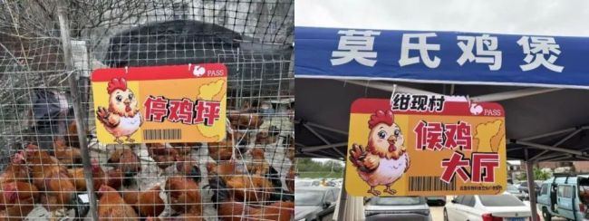 莫氏鸡煲爆火 老板回应日赚6万 反骨老板意外走红