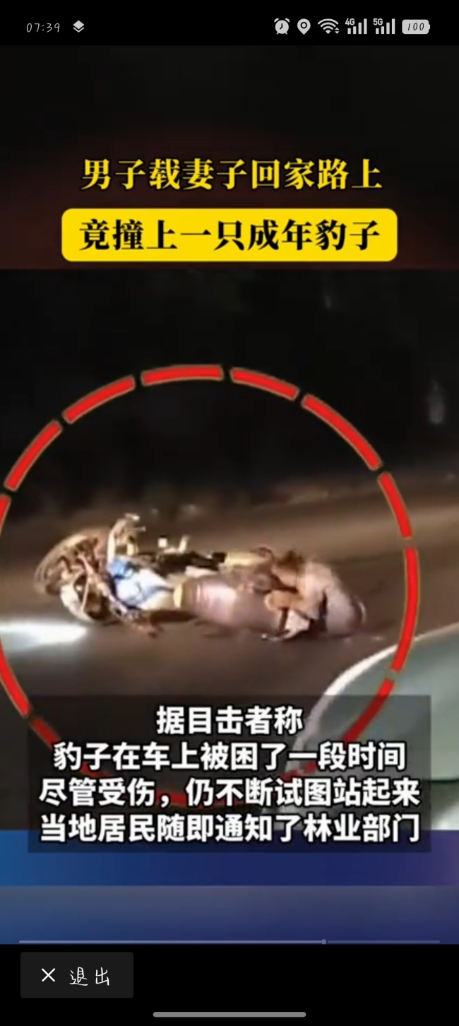 印度男子载妻子回家路上撞上只豹子！