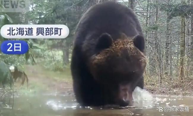 日本多地现巨熊出街