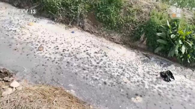 徐州一关键河道水质严重超标 小作坊排污致黑臭