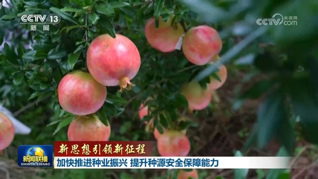 围绕着满足人民美好生活需要，今年，我国将加快推进优良风味品质育种，让特色高品质果蔬、畜禽等多元化产品丰富百姓餐桌。在广东阳西，国家荔枝育种联合攻关的早熟新品种“仙桃荔”即将迎来首次大规模上市。25家优势科研教学单位和企业开展协同攻关，已育成早中晚熟不同风味系列新品种，将荔枝产期延长两个多月。