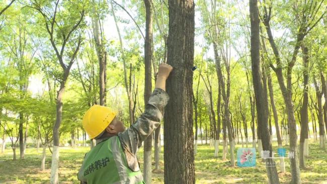 如何给杨树“科技绝育”减少飞絮？