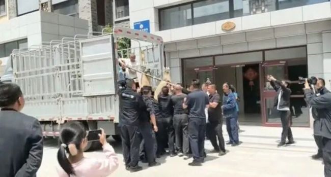 羚牛闯小区 林草部门:山里都少见