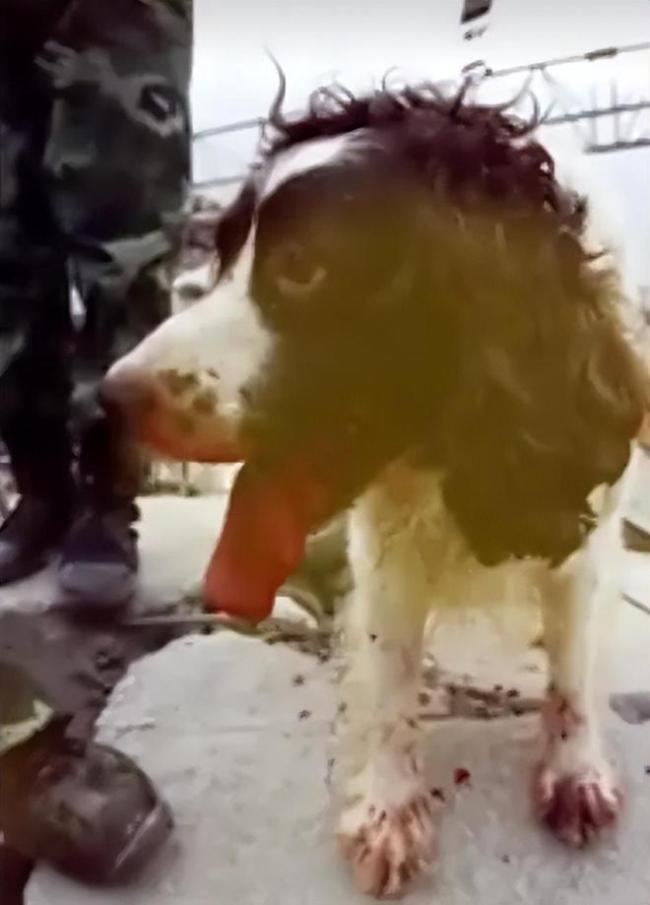 汶川地震67只搜救犬都已离世，致敬这些无言的小英雄！