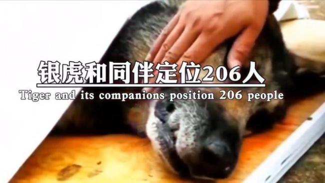 汶川地震67只搜救犬都已离世，致敬这些无言的小英雄！
