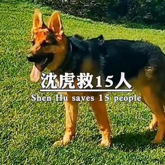 汶川地震67只搜救犬都已离世，致敬这些无言的小英雄！