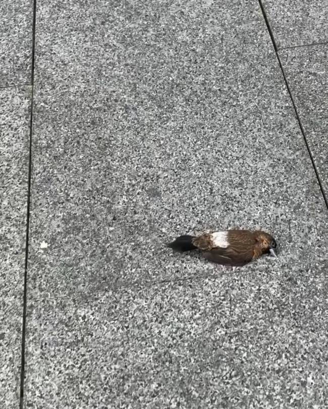 深圳一大厦附近多只小鸟坠亡 高楼玻璃成“隐形杀手”