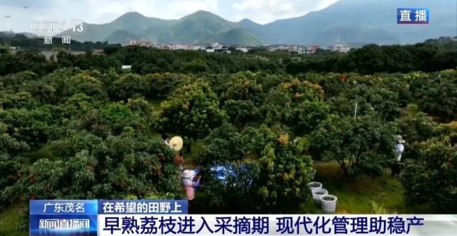 广东荔枝开启“认养”模式 定制服务促增收