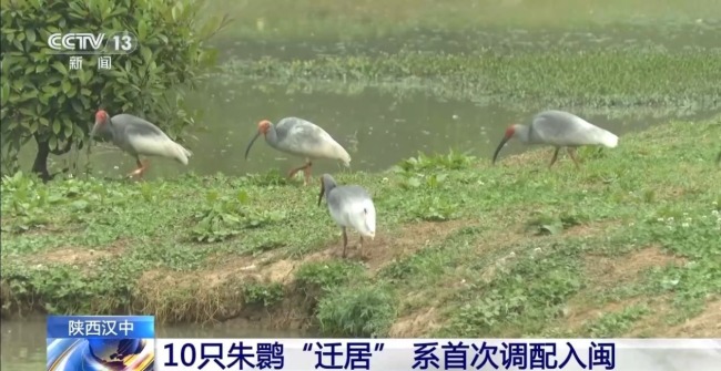 10只朱鹮“迁居” 系首次调配入闽