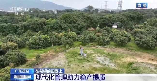 广东荔枝开启“认养”模式 定制服务促增收