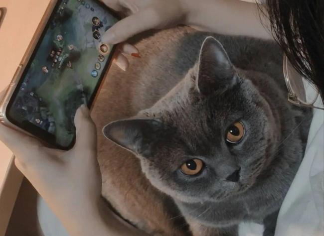 独居青年每月花5000元给猫续命 一场晚年生活的提前彩排