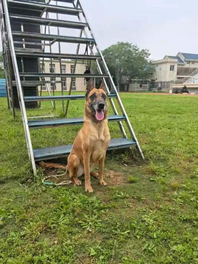 武汉40只退役警犬寻找领养家庭 无言战友期待新家
