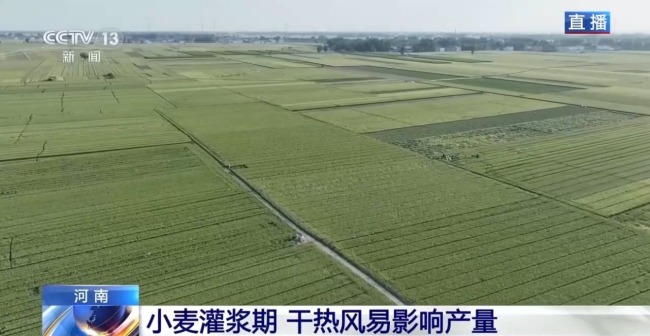 干熱風(fēng)預(yù)警拉響 小麥灌漿期如何保豐收？