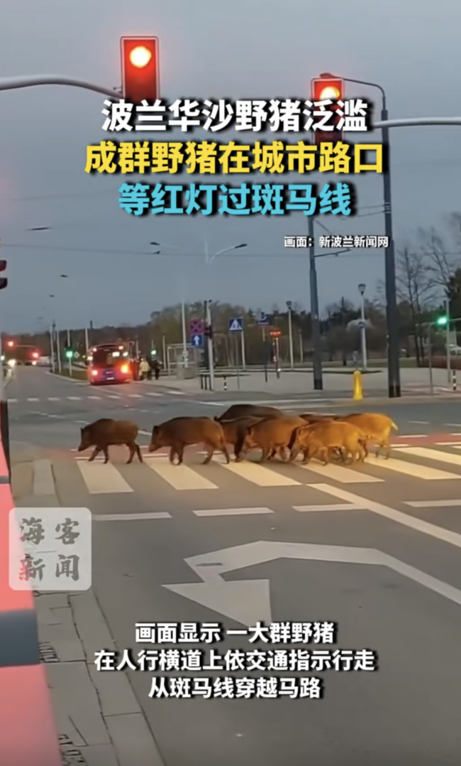 波兰野猪路口等红灯 机器人“爱德华”赶猪成网红