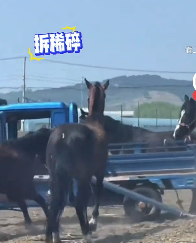 三轮车拴四匹马 车被“大卸八块”