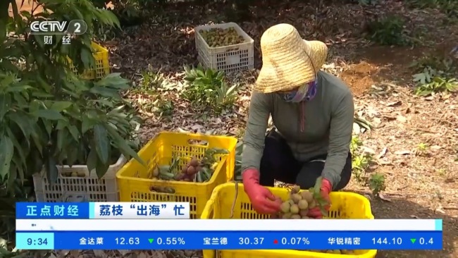 海南自贸港多项便利举措助力荔枝加速“出海”