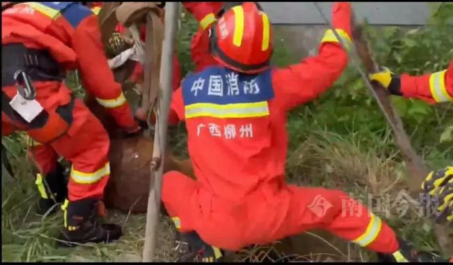 小黄牛向消防站哞哞叫求匡助 为救同伴搬援军