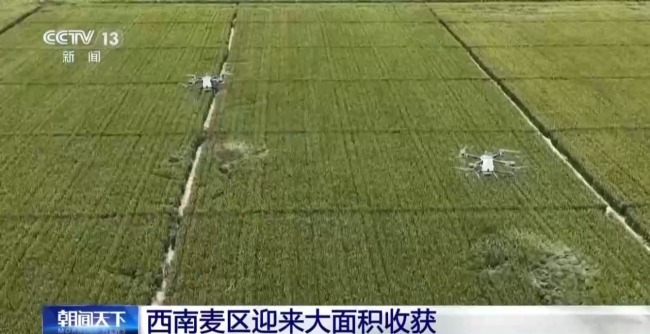 西南麦区迎来大面积收获 “三夏”大忙拉开帷幕