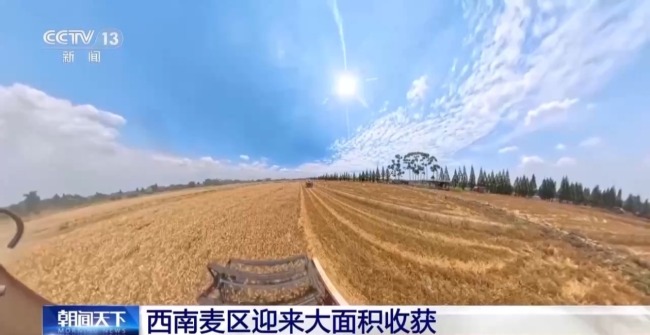 西南麥區(qū)迎來(lái)大面積收獲 “三夏”大忙拉開(kāi)帷幕海報(bào)