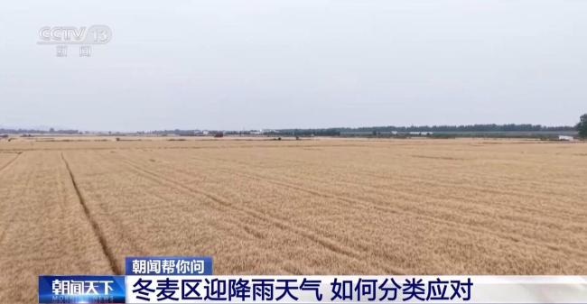 冬麦区迎降雨天气 各地如何分类应对 夏收抢进度