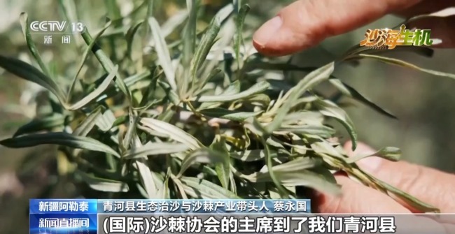 古爾班通古特沙漠綠量持續(xù)擴容