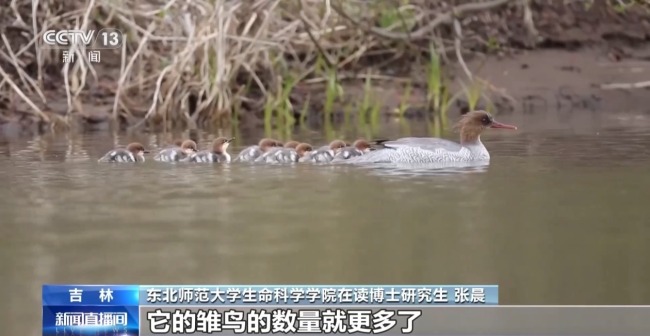 中華秋沙鴨見證長白山的“生態(tài)之變”