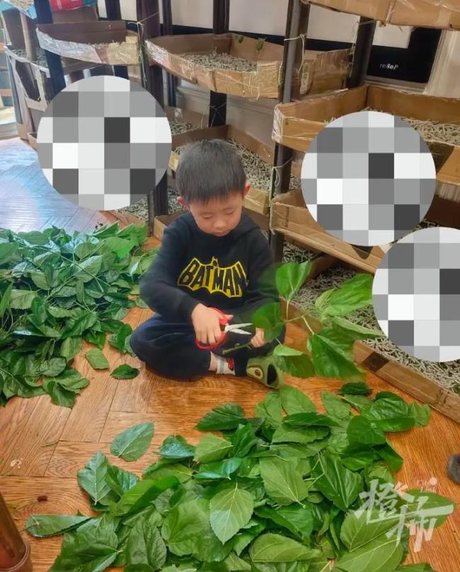 养1.2万只蚕为娃做蚕丝被 亲子手工乐趣多